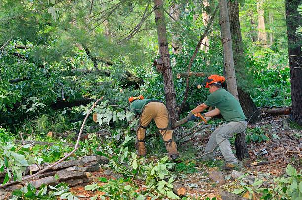 Best Tree Risk Assessment  in West Reading, PA