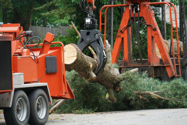 Trusted West Reading, PA Tree Removal Experts